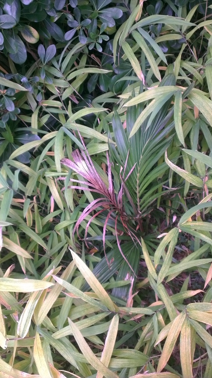 Juania australis