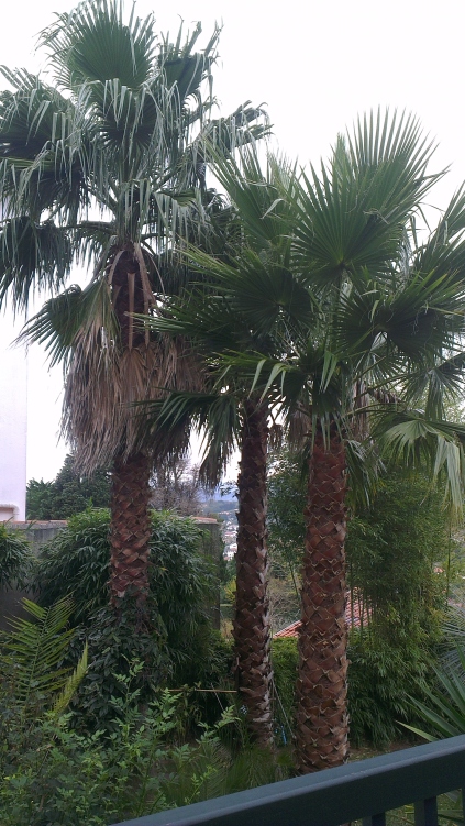 Washingtonia robusta