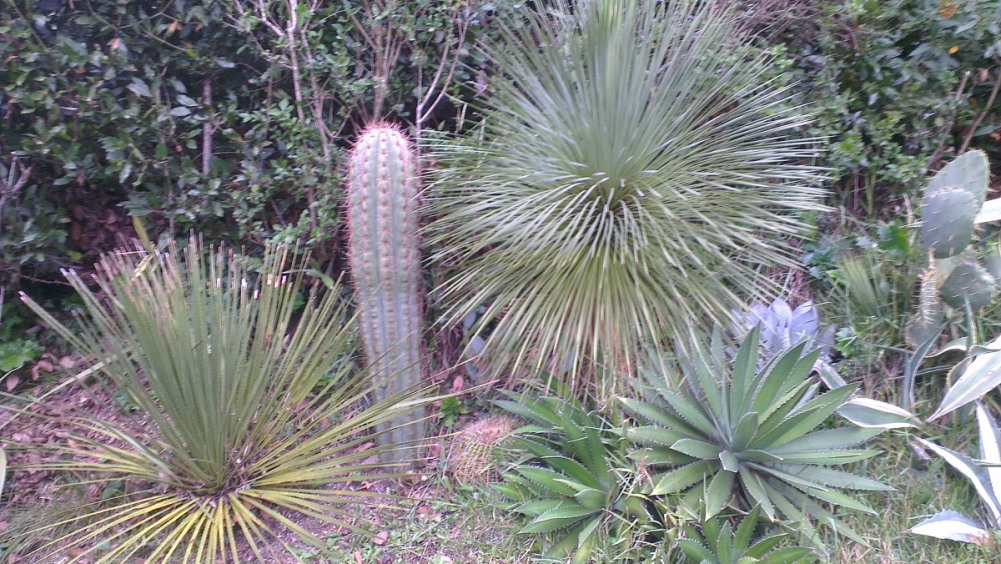 Massif yuccas, agaves, et cactus