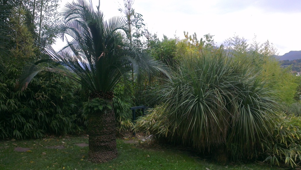 Macrozamia moorei