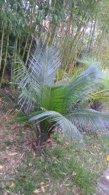 Macrozamia communis