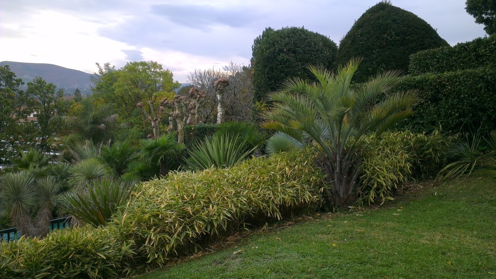 Butia ex capitata &quot;strictor&quot;