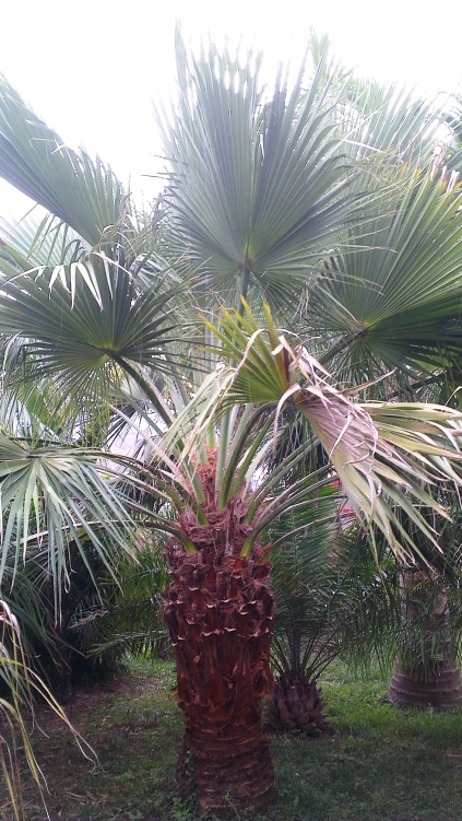 Brahea edulis et au fond le stipe de la surprise du chef!