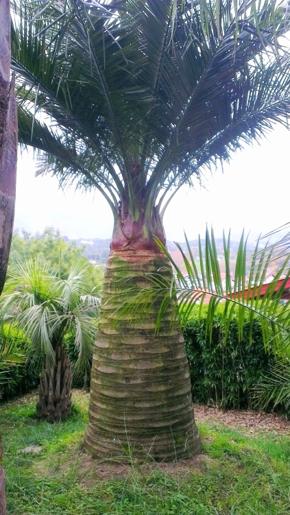 Jubaea chilensis et butia yatay