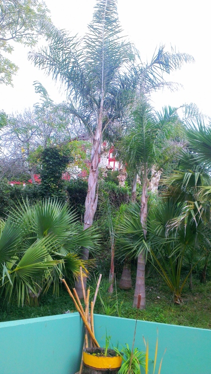 4 Pieds de syagrus (le petit au milieu est un santa catarina)