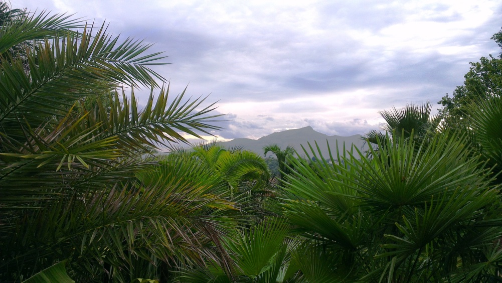 Canopée palmique avec en fond la Rhune (la sainte victoire du pays basque)