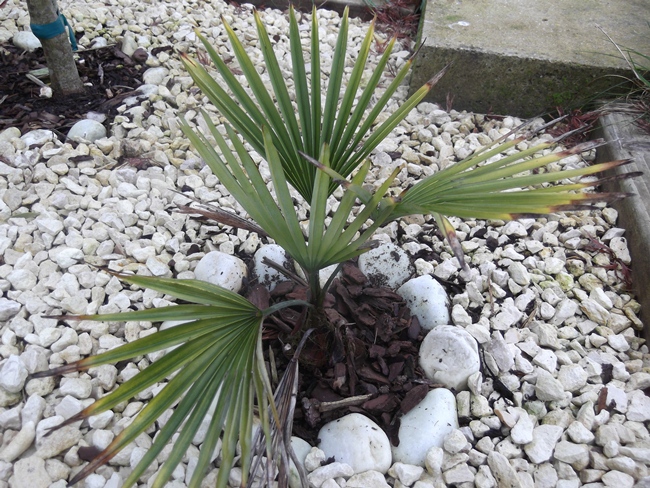 trachycarpus princeps