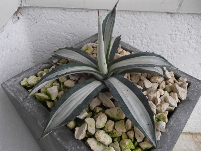 agave mediopicta