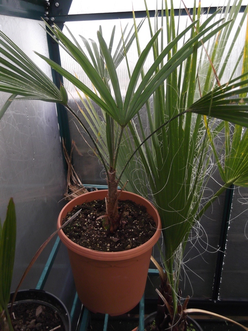 trachycarpus princeps x sp nova, on aperçoit washingtonia filifera 2 troncs