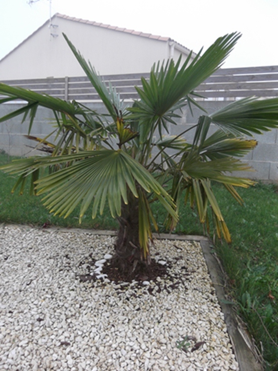 trachycarpus fortunei