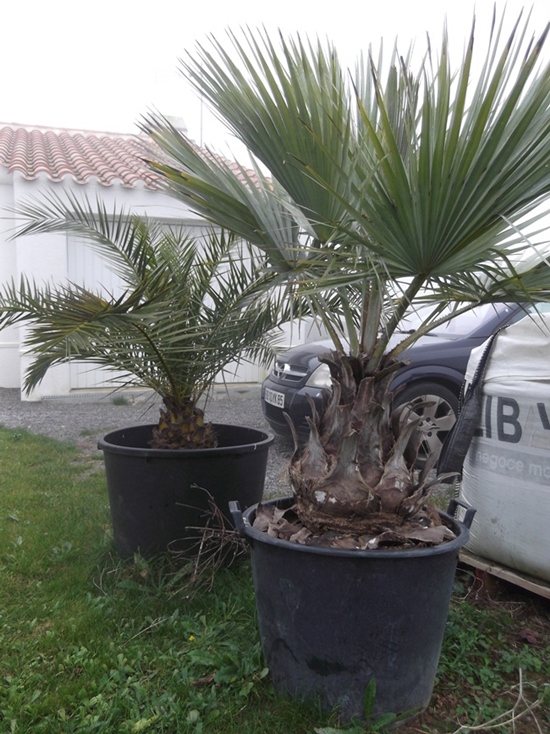 brahea armat, phoenix canariensis