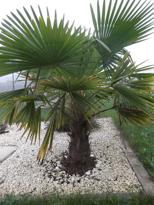 trachycarpus fortunei