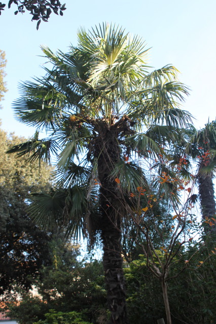 Trachycarpus fortunei 2 20121122_9794_1.JPG