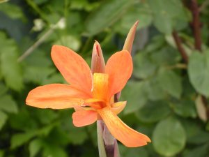 canna_musafolia_peruviana_0911.jpg