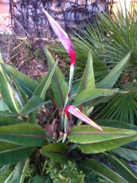 fleurs Strelitzia.JPG