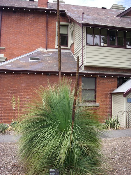 Xanthorrhoea quadrangulanum Melbourne 2009 473 bis.jpg