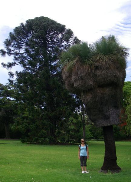 Xanthorrhoea JB Melbourne 2009 470 bis.jpg