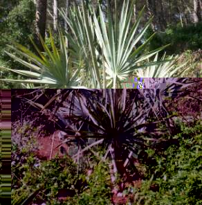 Bismarkia nobilis planté en septembre 2009