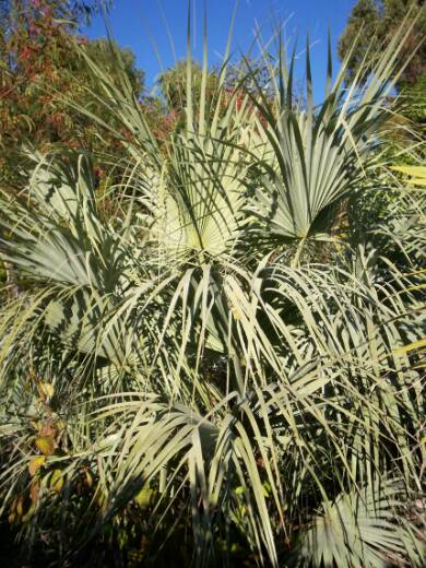 Brahea armata v clara, planté Ã   l'état de plantule, il y a 7 ans