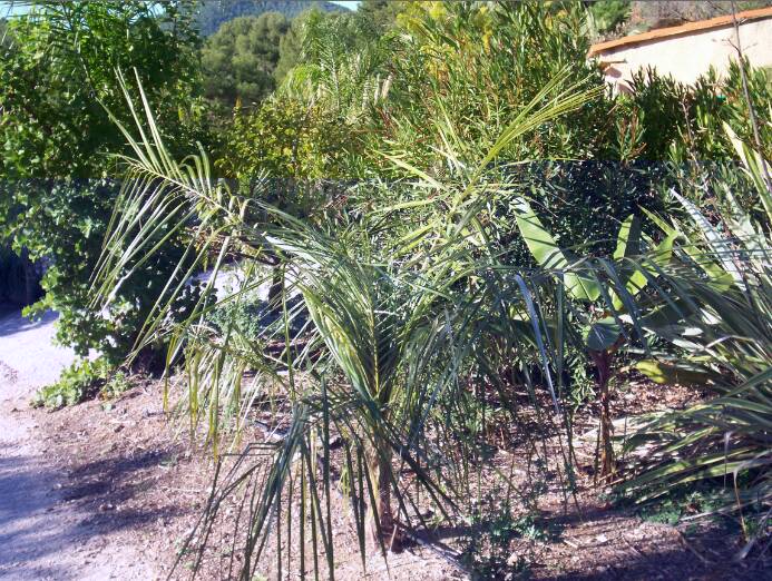 Parajubaea torallyi v macrocarpa (=coco anda)