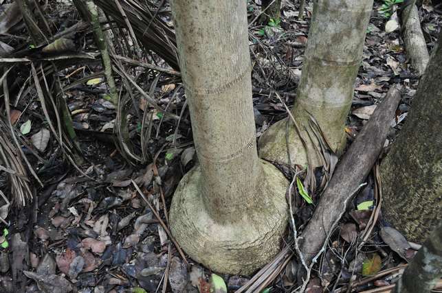 dypsis cabadae 9 orum.jpg