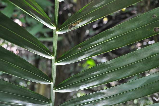 dypsis cabadae 10 forum.jpg