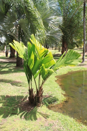 manicaria saccifera (2).JPG