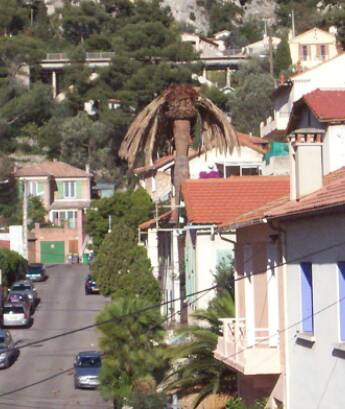 Exemple d'un palmier chez des particuliers incrédules ou rien n'a été entrepris malgré mon insistance ! (Toulon).