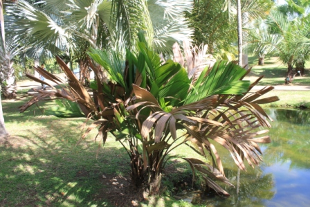 manicaria saccifera.JPG