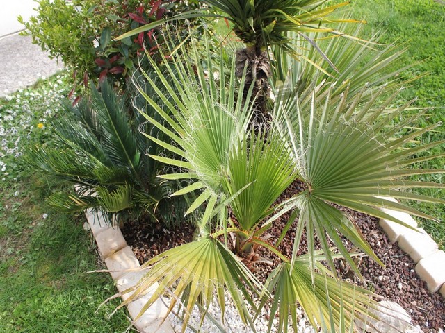 Wash robusta et cycas revoluta