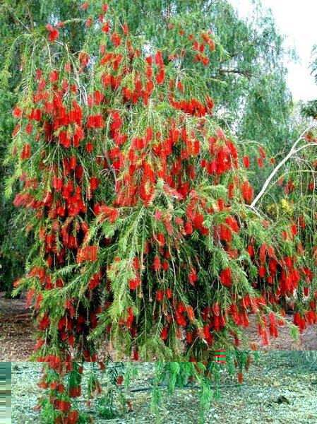 Callistemon-viminalis---web.jpg