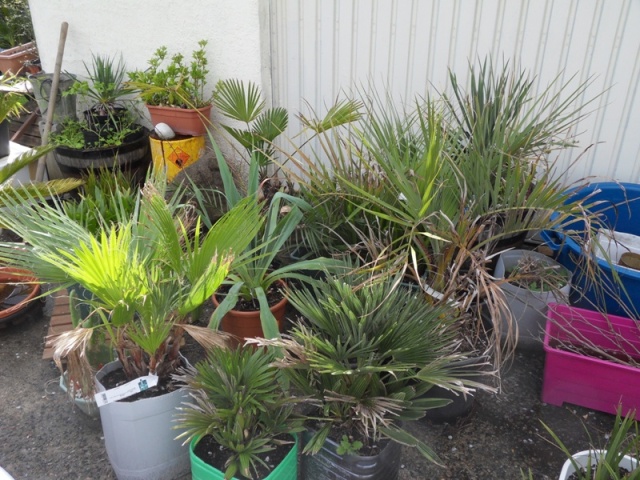 encore des palmiers (washingtonia, vulcano, capitata, ...)