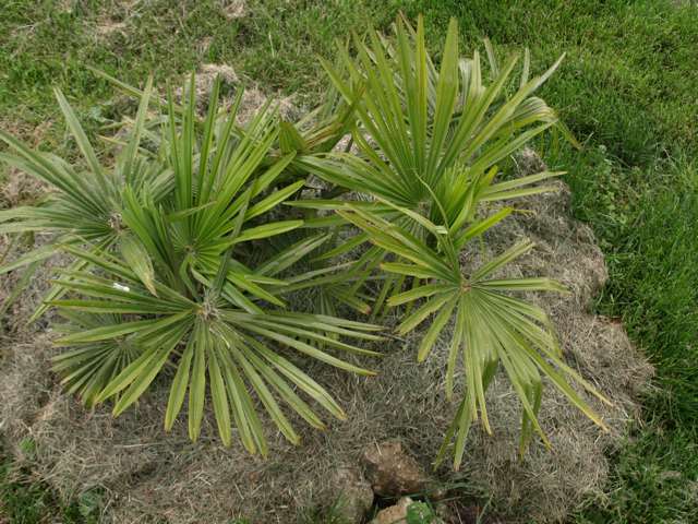 3 Trachys en terre depuis 3 ans. Plantés de très petite taille (sans protection)