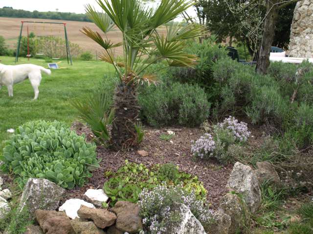 Chamareops humilis, 5 ans de terre (pas de protection)