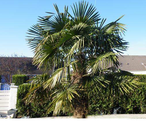 Trachycarpus Fortunei