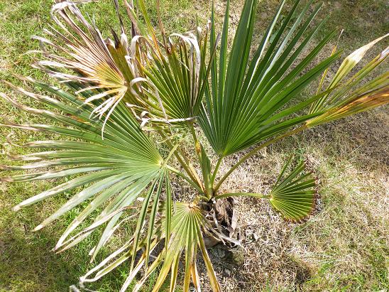 Trachycarpus Ukhrulensis