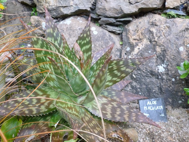 aloe maculata