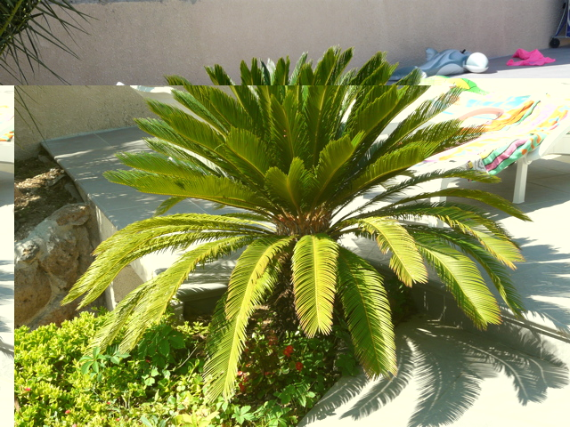 cycas