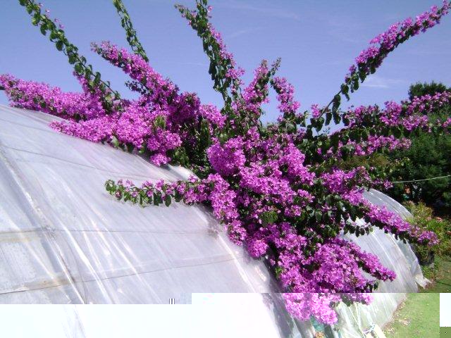 Bougainvillea spectro-glabra