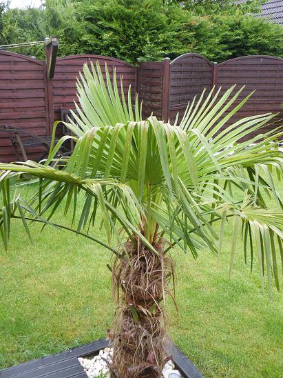 Trachcarpus Fortunéi X Wagnerianus