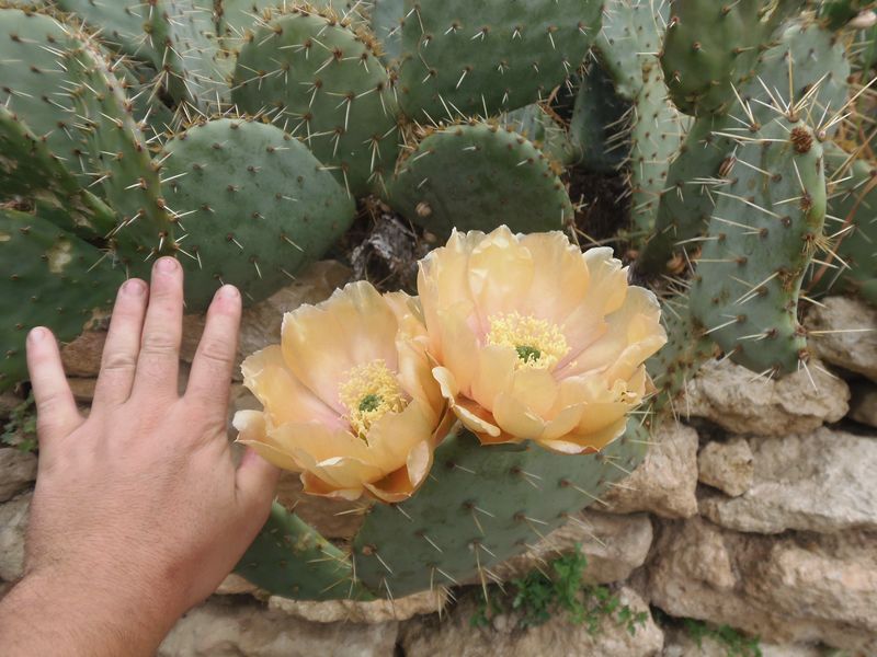 opuntia[800x600].JPG