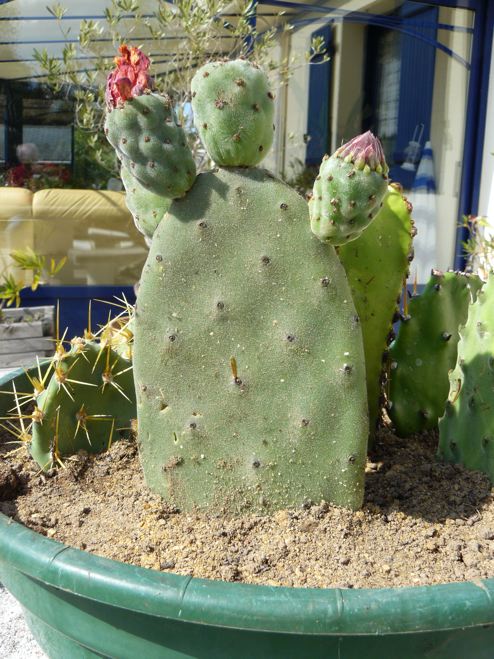 Opuntia 1.jpg