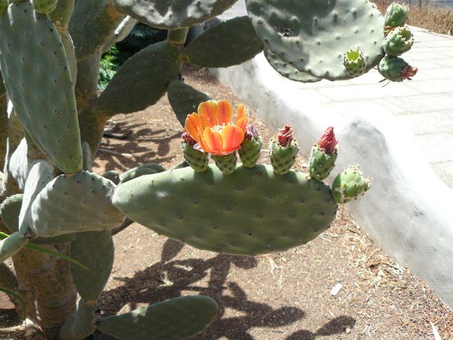 Opuntia 1 bis.jpg