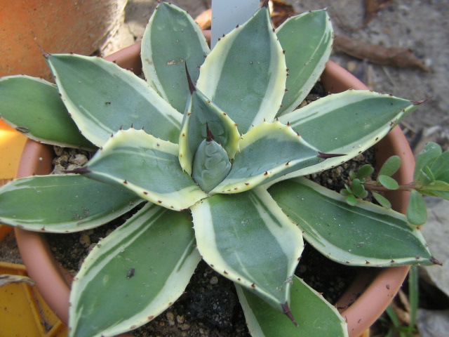 Agave 'Ohi Kissyoten'.jpg