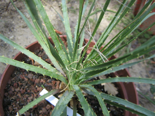 Dasylirion cedrosanum 1.jpg