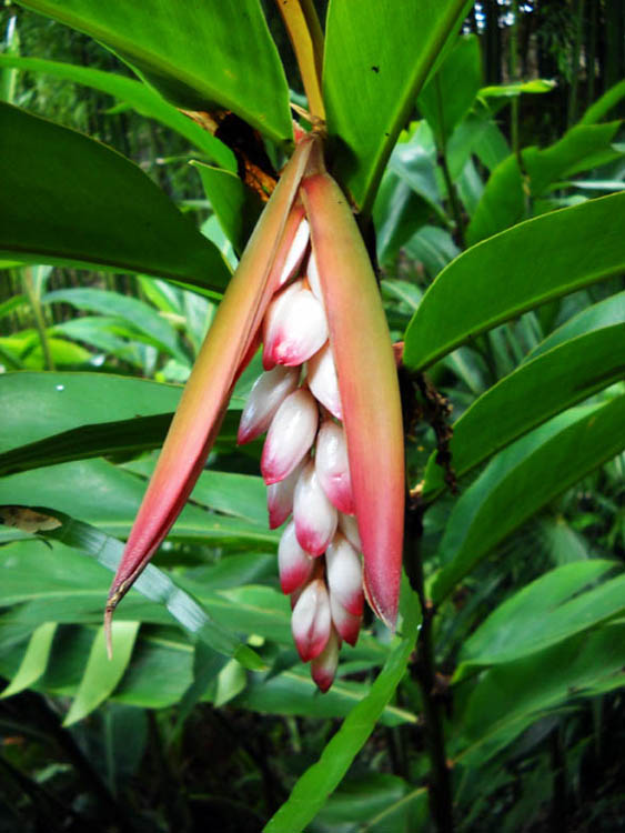 Alpinia Zerumbet