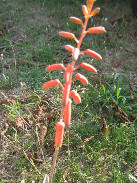 Aloe castilloniae fl.jpg