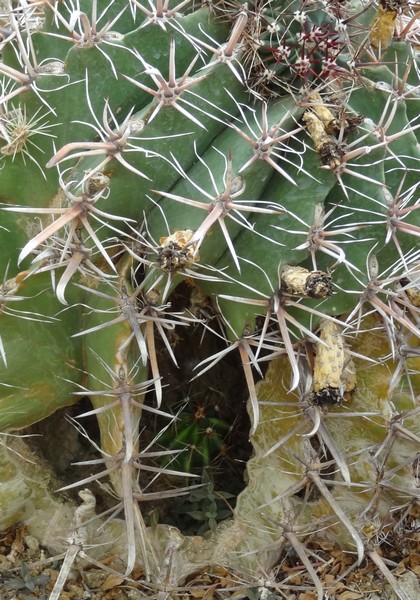 Ferocactus sp Serre Jardin Botanique de Cactus y otras suculentas de Casarabonela Espagne  2013 178 bis.jpg