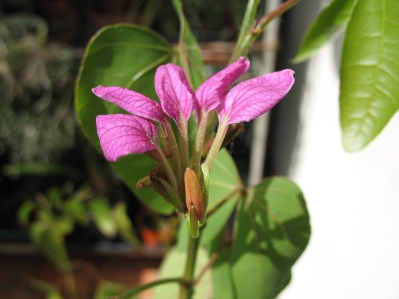 Bauhinia bartlettii