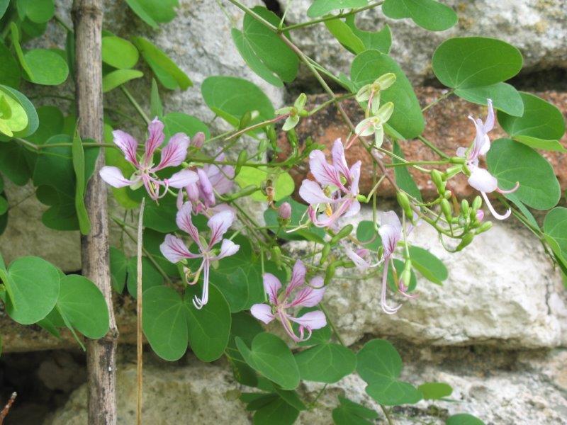 Bauhinia saigonensis